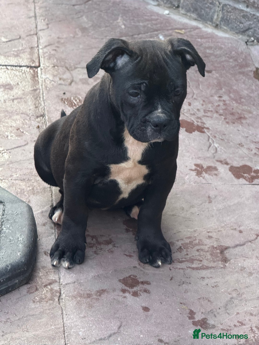 Alapaha Blue Blood Bulldog dogs for sale: ALAPAHA BLUE BLOOD BULLDOGS  - Image 3