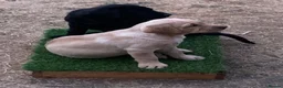 Labrador Retriever dogs for sale: KC reg Working Labrador puppies  - Advert 4