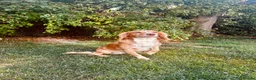 Cocker Spaniel dogs for sale: READY NOW - 1 Cocker Spainel Boy!  - Advert 4
