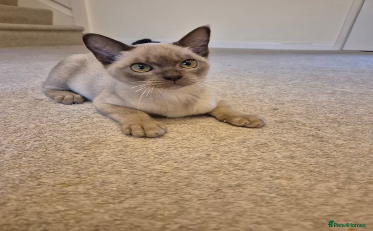 Burmese cats - Advert 1