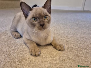 Burmese cats - Advert 1