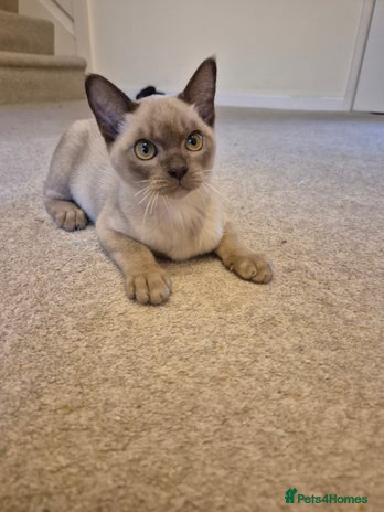 Burmese cats - Advert 1