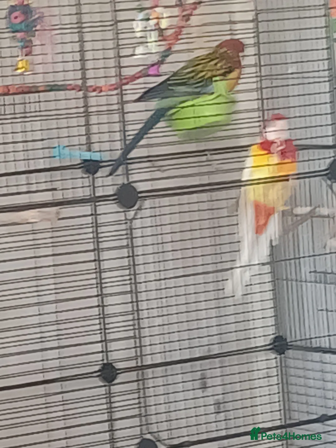 Parrots birds for sale: Pair of Rosellas - Advert 4