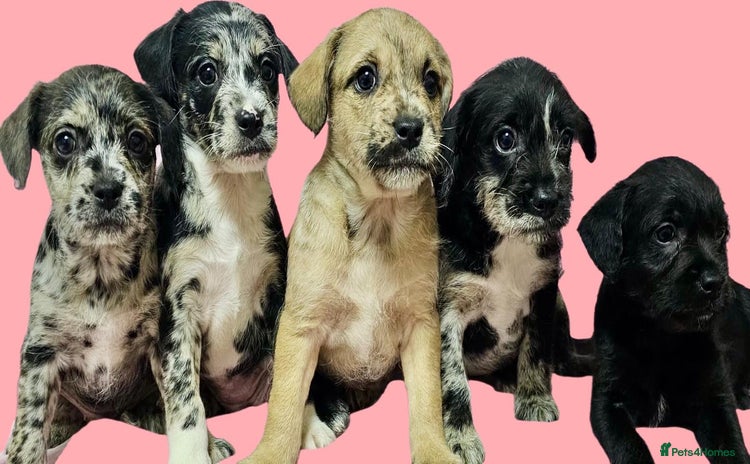 Mixed Breed dogs Frenchi /Mini Poodle Puppies First Gen ❤️  - Advert 13