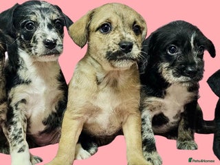 Mixed Breed dogs Frenchi /Mini Poodle Puppies First Gen ❤️ - Advert 12