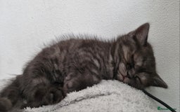 British Shorthair cats for sale: 4 British Shorthair  - Image 4
