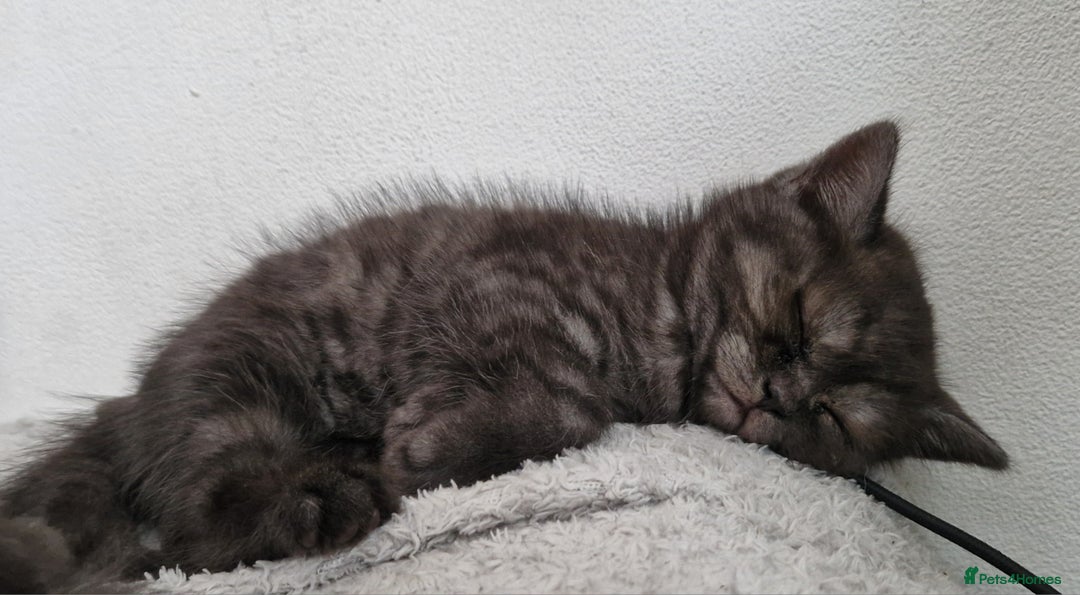 British Shorthair cats for sale: 4 British Shorthair  - Image 4