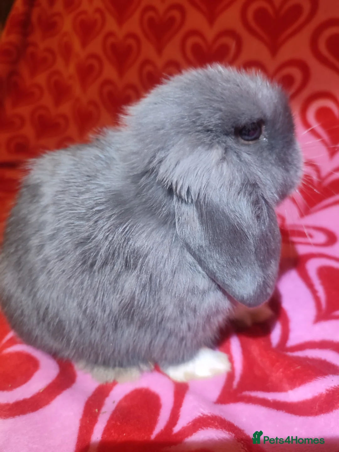 Mini Lop rabbits for sale: Gorgeous baby mini lops - Advert 8