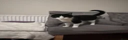 Mixed Breed cats for sale:  **  2 boys in Leeds - Advert 3