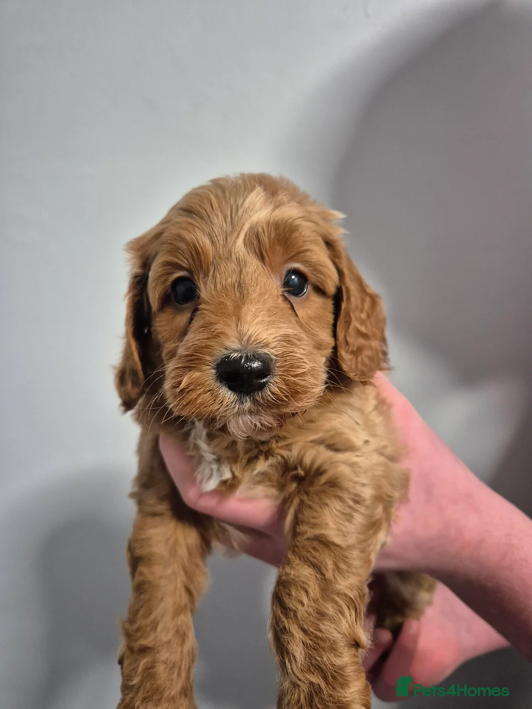 Cockapoo dogs for sale: Cockapoo  - Advert 3