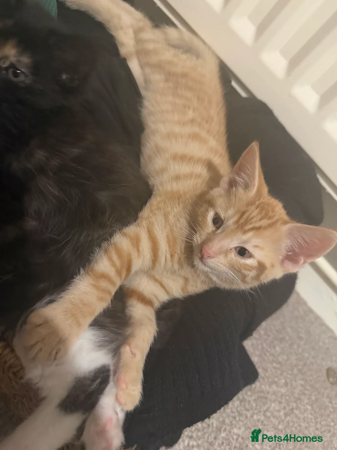 Domestic Shorthair cats for sale: Tabby female and ginger male kittens - Advert 5