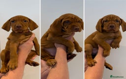 Hungarian Vizsla dogs for sale: KC registered Hungarian Vizsla puppies - Image 2