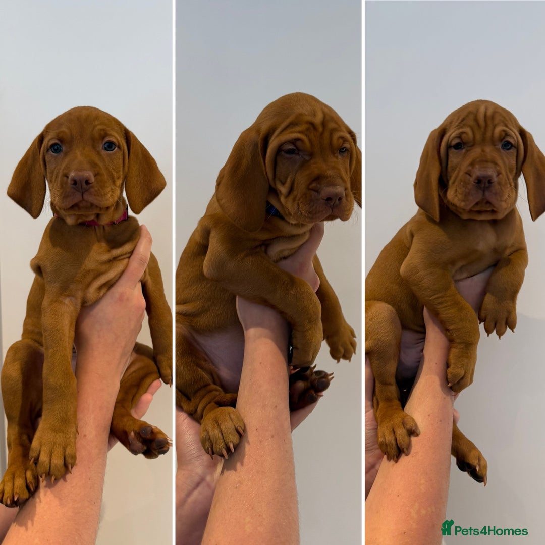 Hungarian Vizsla dogs for sale: KC registered Hungarian Vizsla puppies - Image 2
