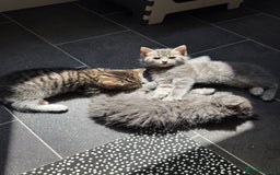 Bengal cats for sale: Bengal Tabby kittens - Image 1