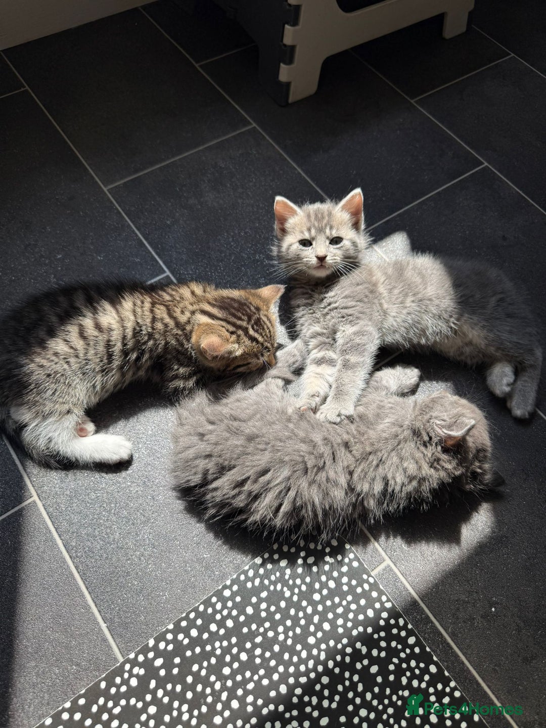 Bengal cats for sale: Bengal Tabby kittens - Image 1