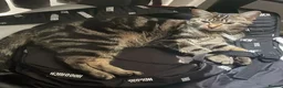 Mixed Breed cats for sale: Friendly kitten in London - Advert 1