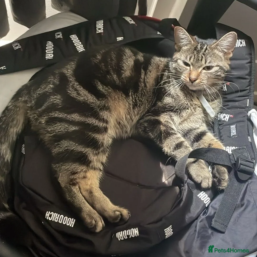Mixed Breed cats for sale: Friendly kitten in London - Advert 1