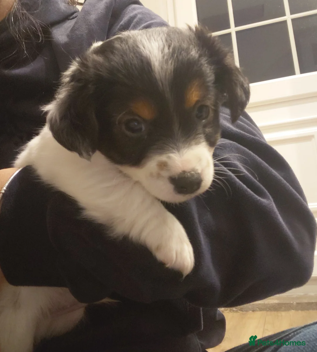 Jack Russell dogs for sale: Jack russel puppy in Crook - Advert 1