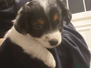 Jack Russell dogs Jack russel puppy - Advert 10