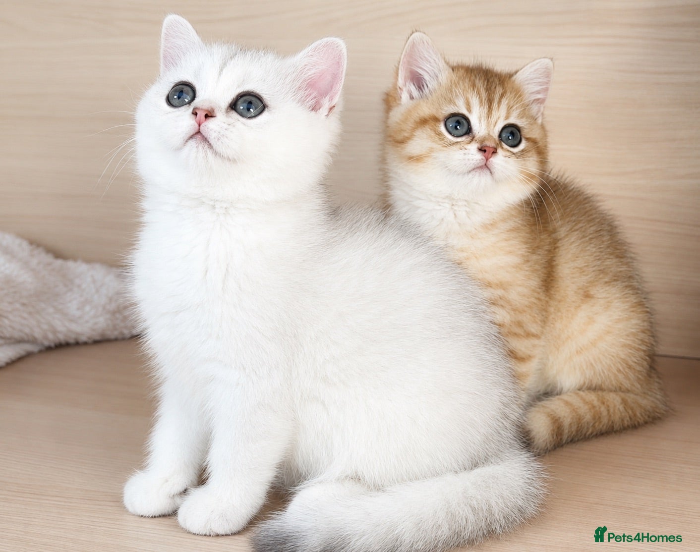 British Shorthair cats British Shorthair Silver & Golden Shaded Kittens - Advert 8