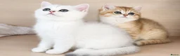 British Shorthair cats for sale: British Shorthair Silver & Golden Shaded Kittens - Advert 1