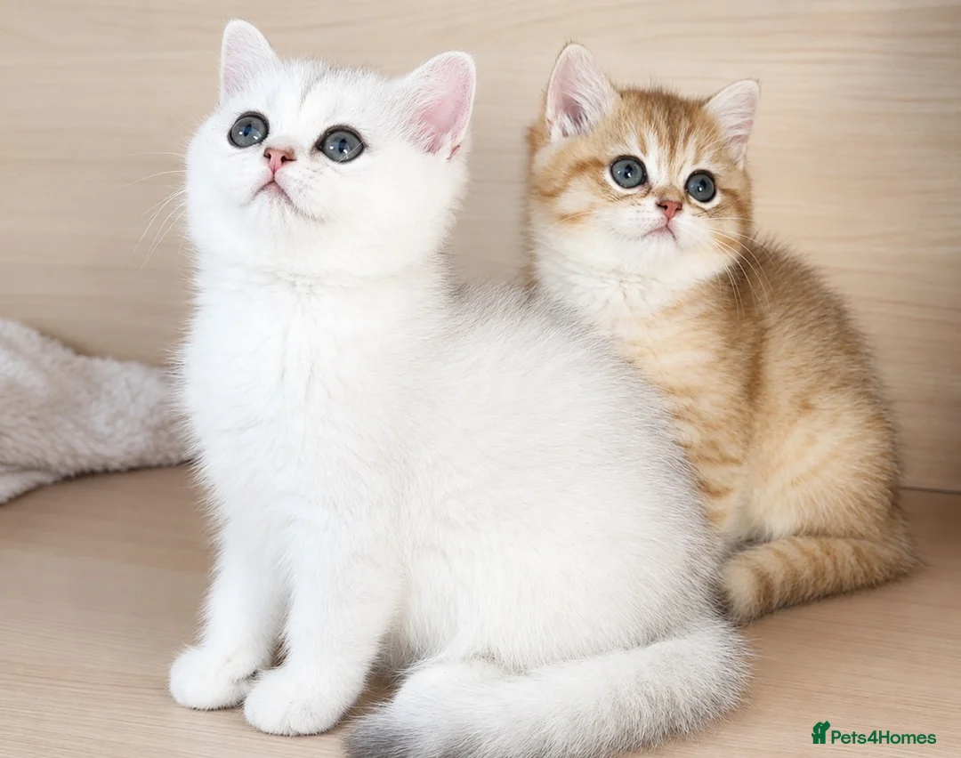 British Shorthair cats for sale: British Shorthair Silver & Golden Shaded Kittens - Advert 1
