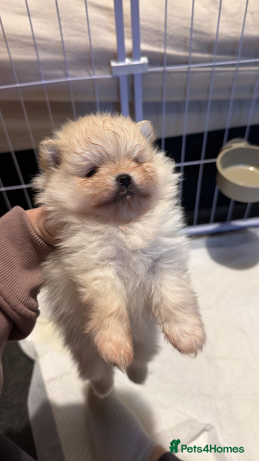 Pomeranian dogs for sale: Kc Pomeranians  - Advert 16