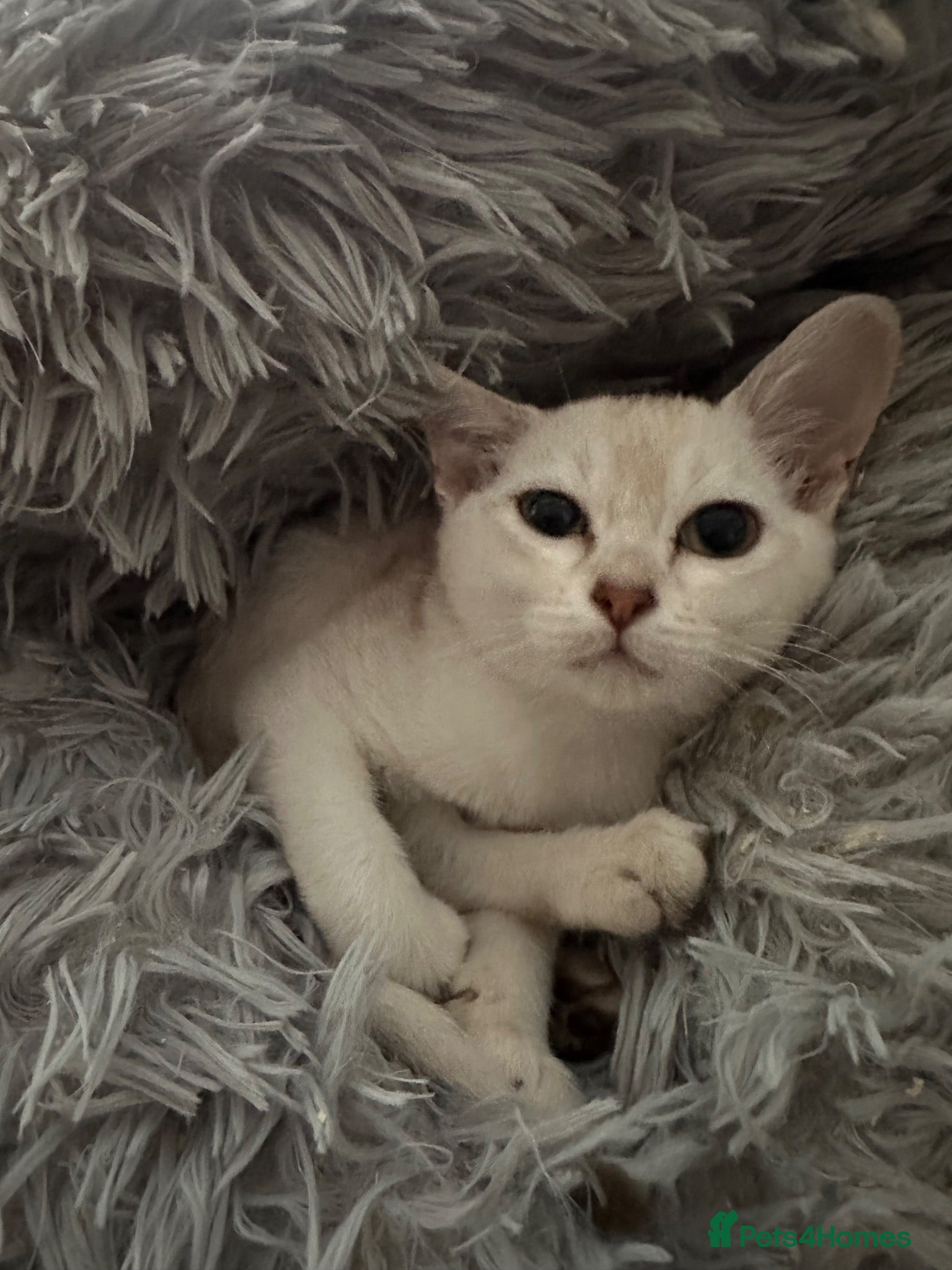 Burmilla cats GCCF reg pedigree kittens - Advert 1