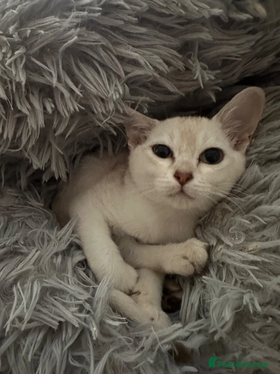 Burmilla cats for sale: GCCF reg pedigree kittens - Advert 2