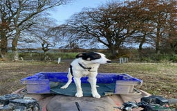 Border Collie dogs for sale: Sky border collie  - Image 2