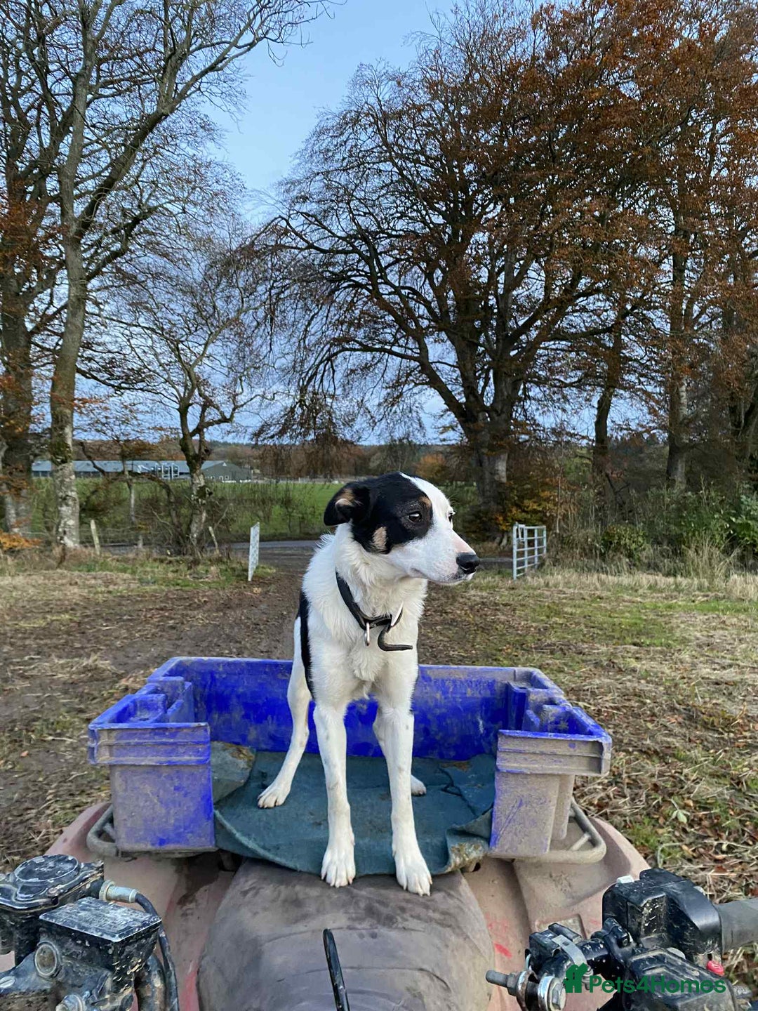 Border Collie dogs for sale: Sky border collie  - Image 2