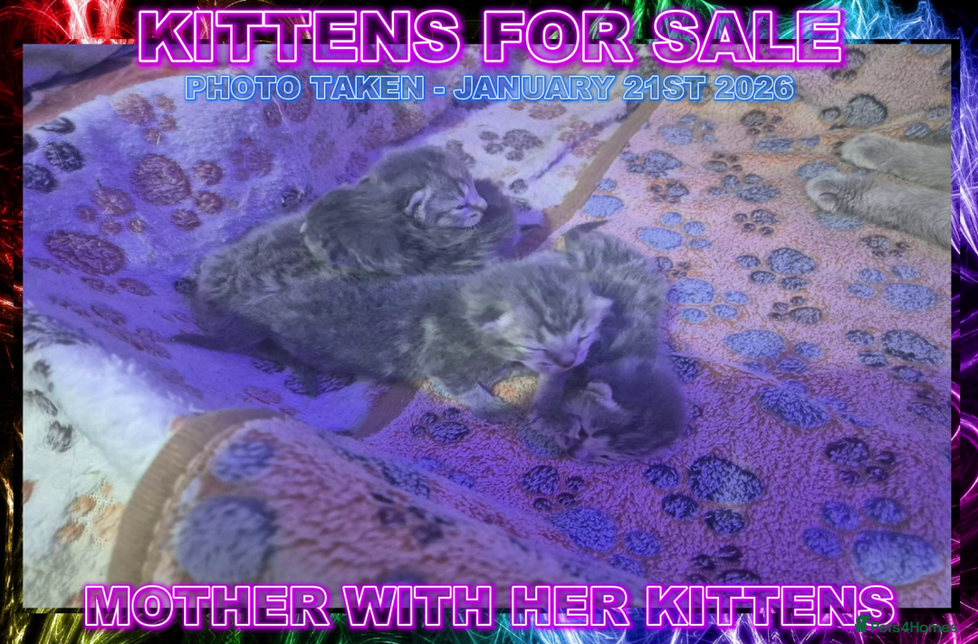 Mixed Breed cats for sale: Ragdoll X Grey Tabby Kittens For Sale - Advert 2