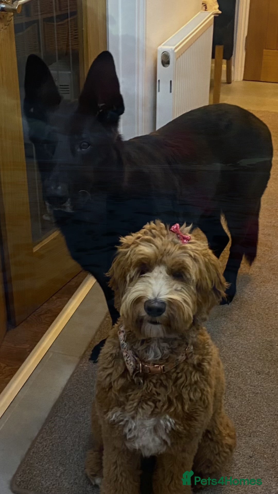 Australian Labradoodle dogs for sale: Pure Australian Labradoodle Puppies ready 30/09/25 - Image 21