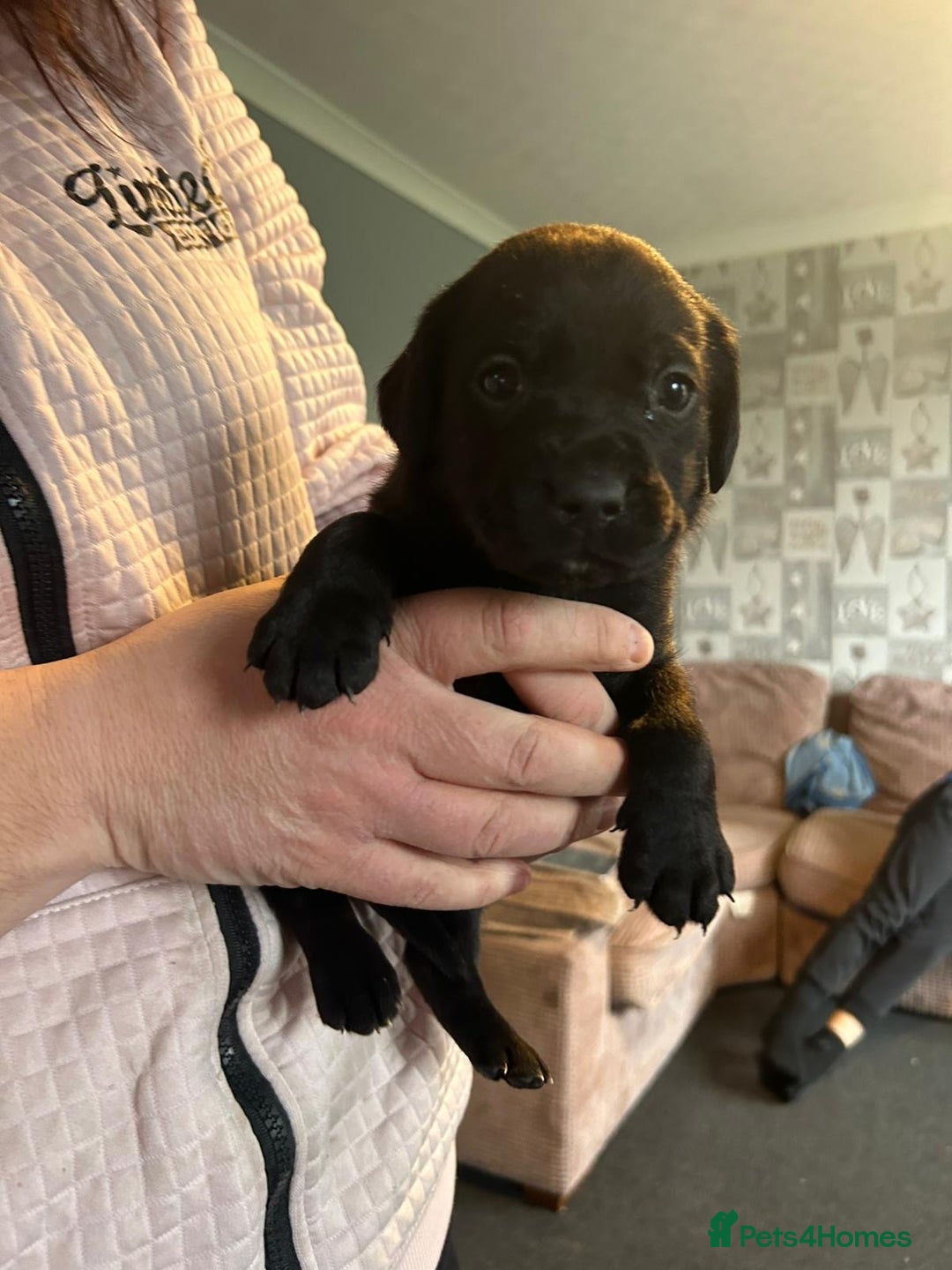Labrador Retriever dogs for sale: Labrador puppies  - Advert 4