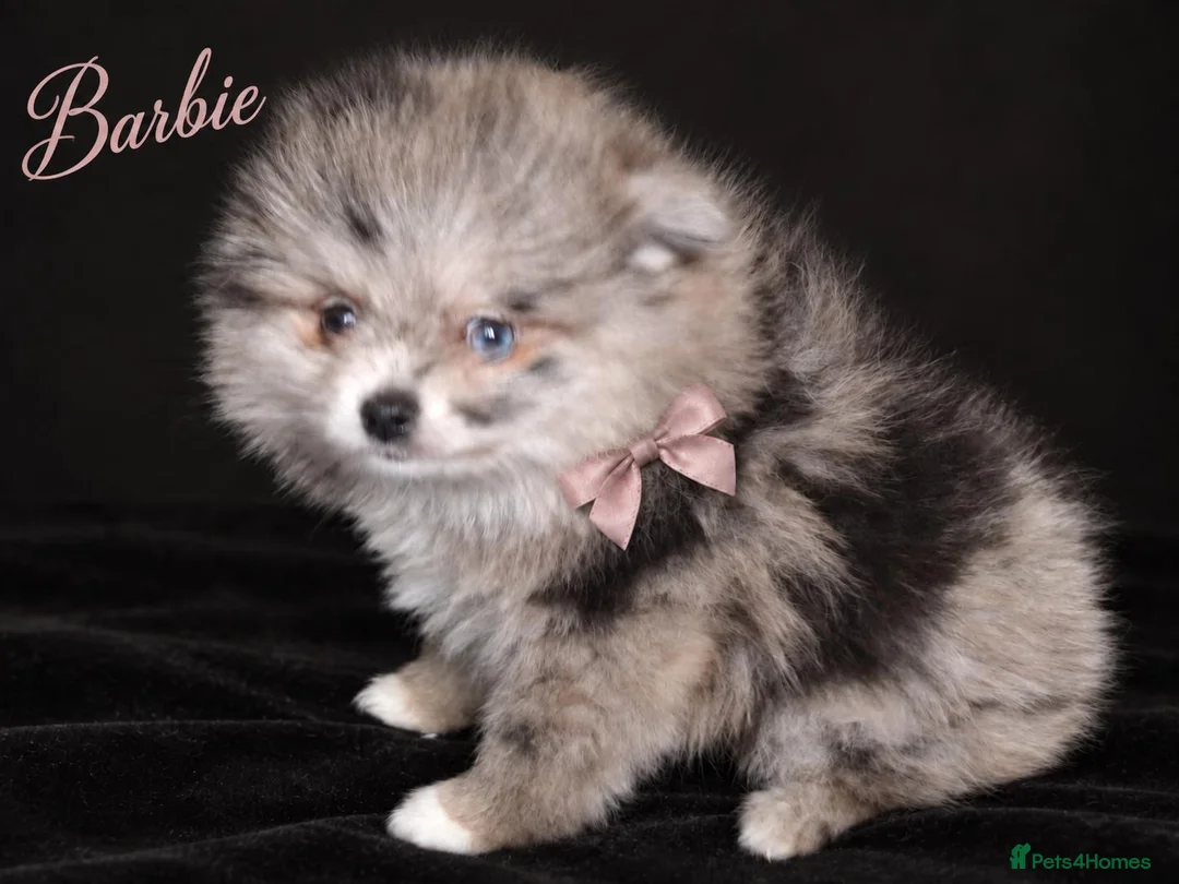 Pomeranian dogs for sale: Beautiful Silver Merle Pom Girl with Blue Eye - Advert 1