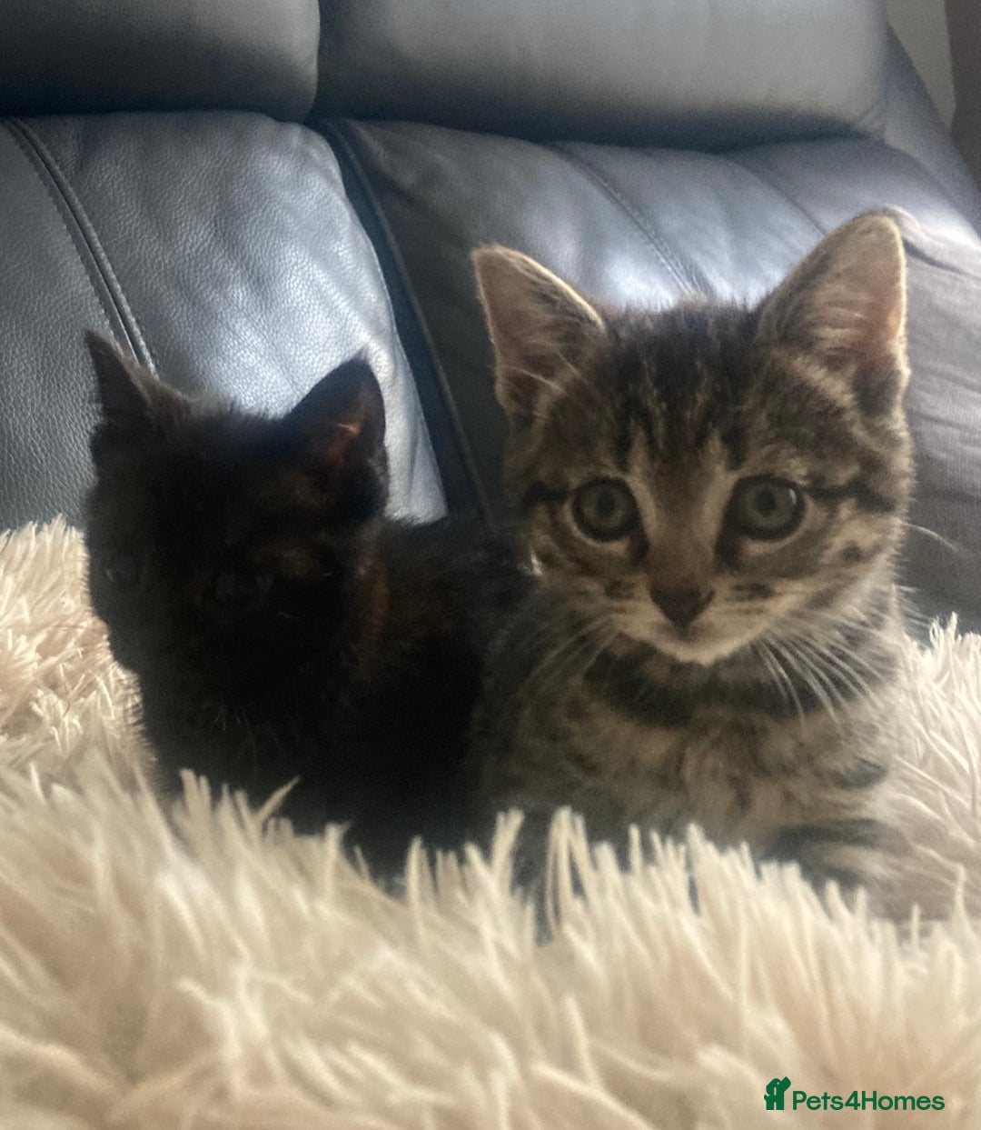 Mixed Breed cats for sale: Kittens for Sale - Image 9