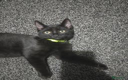 Mixed Breed cats for sale: Mircochipped male kittens  - Image 6