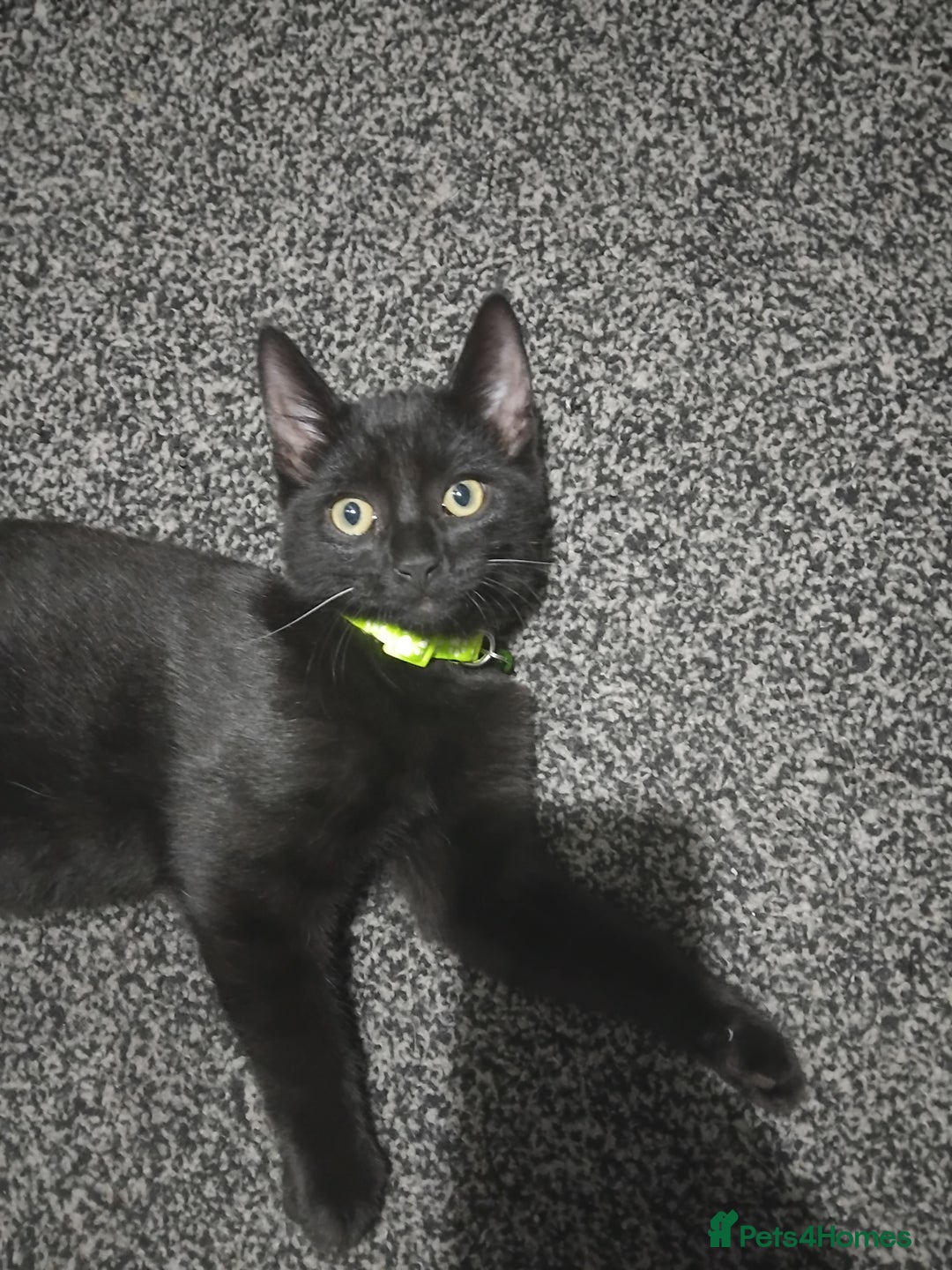Mixed Breed cats for sale: Mircochipped male kittens  - Image 6