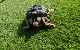 Tortoise reptiles for sale: Red foot and Herman’s  - Image 3