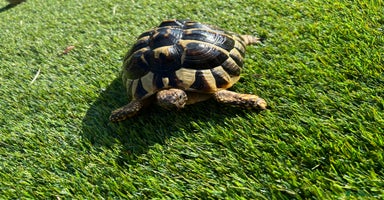 Tortoise reptiles - Advert 6