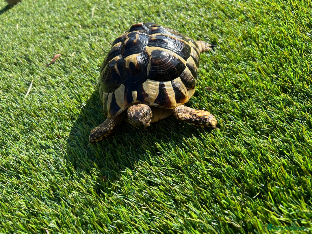 Tortoise reptiles for sale: Red foot and Herman’s  - Image 3