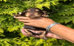 Cocker Spaniel dogs for sale: Show Cocker Spaniel pups KC reg - Image 8