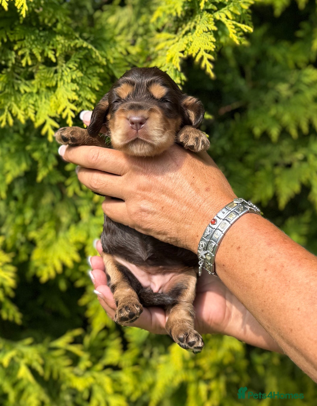 Cocker Spaniel dogs for sale: Show Cocker Spaniel pups KC reg - Image 8