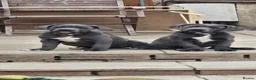 Cane Corso dogs for sale: CANE CORSO. Ready to leave now - Advert 3
