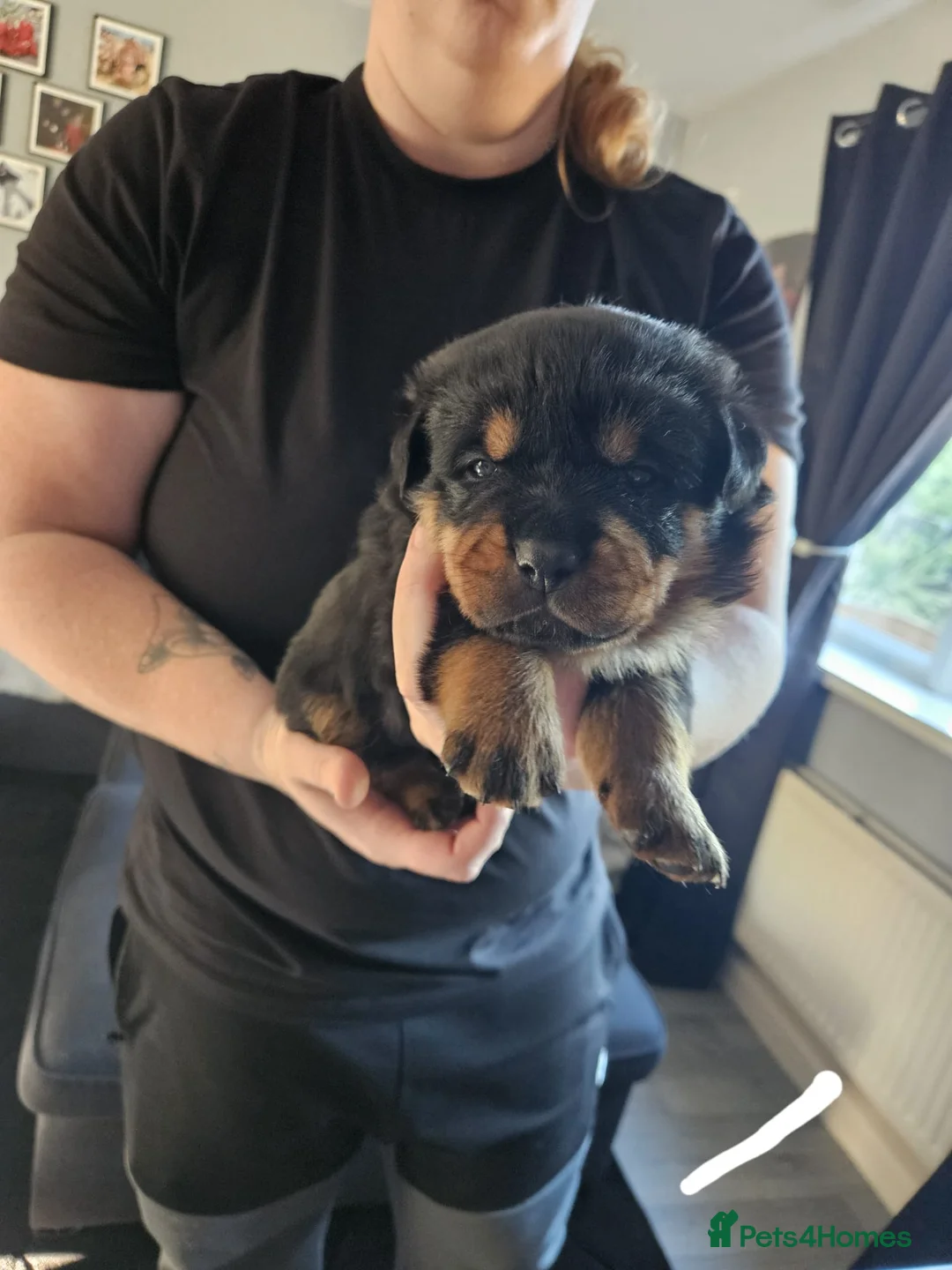 Rottweiler dogs for sale: Rottweiler puppies  - Advert 2