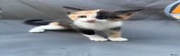 Mixed Breed cats for sale: Mix Breed Kittens - Advert 2