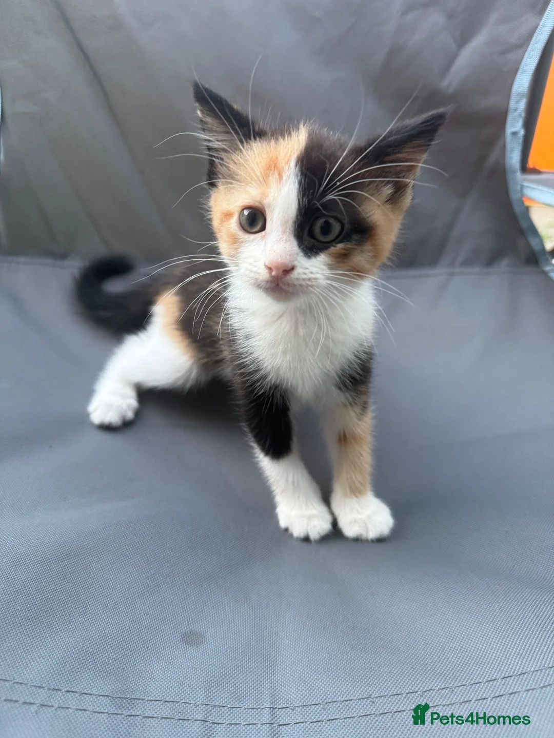 Mixed Breed cats for sale: Mix Breed Kittens - Advert 2