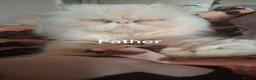Persian cats for sale: Blue Persian Kittens  - Advert 2