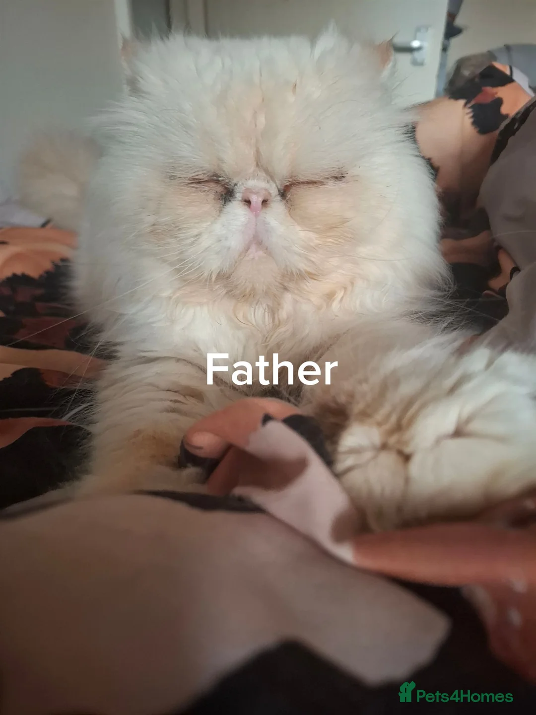 Persian cats for sale: Blue Persian Kittens  - Advert 2