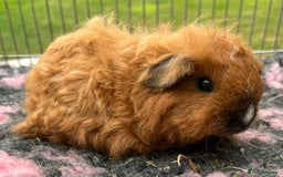 Guinea Pig rodents for sale: Texel, Sheltie, Merino, Coronet guinea pigs.  - Image 5